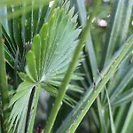 Bamboo Wellness * 希欧福克