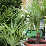 Bamboo Wellness * Siofok