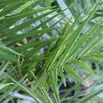 Bamboo Wellness