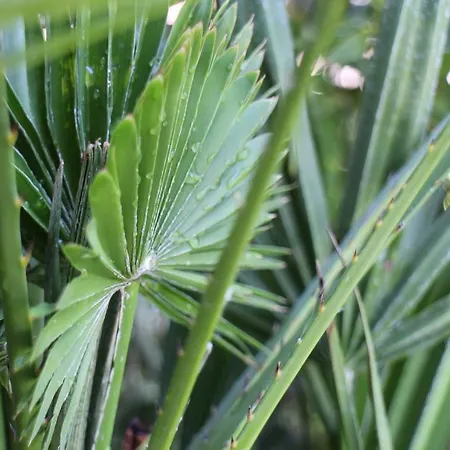 Bamboo Wellness * シオーフォク