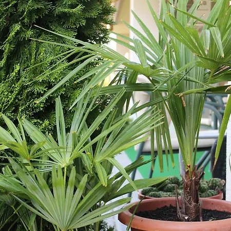 Bamboo Wellness * شيوفوك