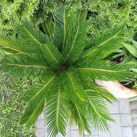 Bamboo Wellness Appartamento *