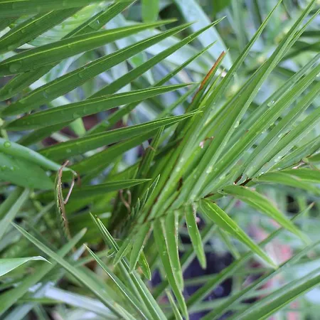 Bamboo Wellness