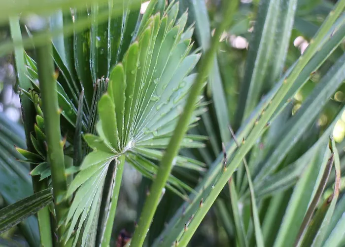 Bamboo Wellness * シオーフォク