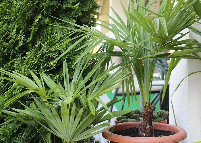 Bamboo Wellness * Siófok