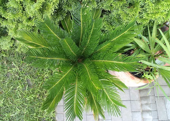 Bamboo Wellness アパート *