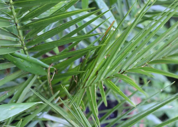 Bamboo Wellness